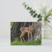 生まれたばかりの顔 ポストカード (スタンド正面)