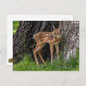 生まれたばかりの顔 ポストカード (正面/裏面)