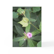 生シンプルきている…Isシンプル Flower引用文