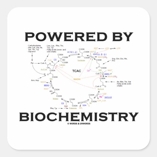 生化学(Krebs Cycle)によって動く スクエアシール (正面)