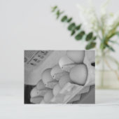 生卵 ポストカード (スタンド正面)