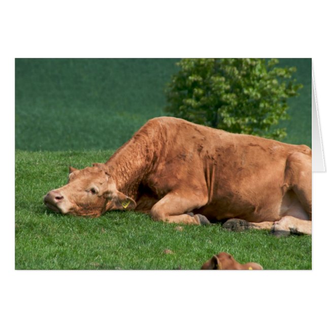 、生命あります余りに短いですがリラックスして下さい (正面横)