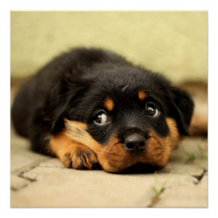 生命について好奇心が強いロットワイラーの小犬 ポスター