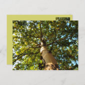 生命の木 ポストカード (正面/裏面)