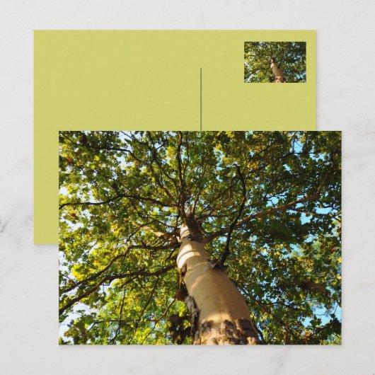 生命の木 ポストカード (正面/裏面)