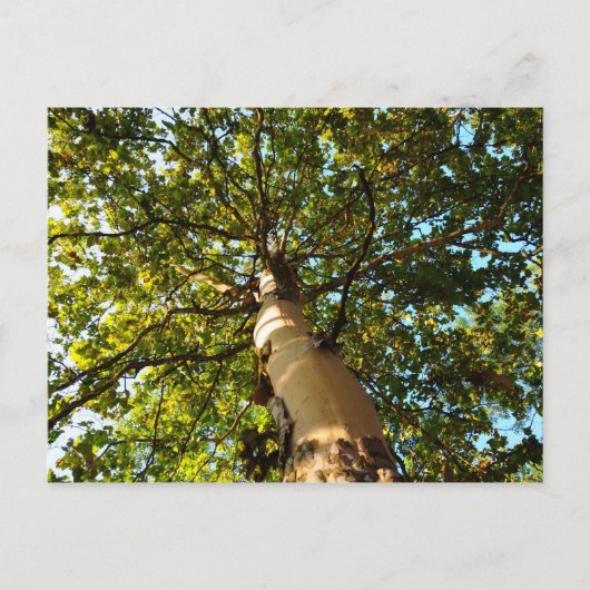 生命の木 ポストカード (正面)