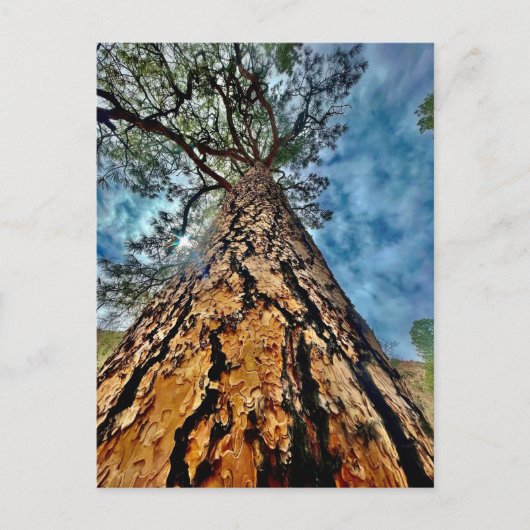 生命の木 ポストカード (正面)
