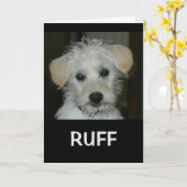 生命はあなたのような友人なしにエリマキシギです カード (黄色い花)