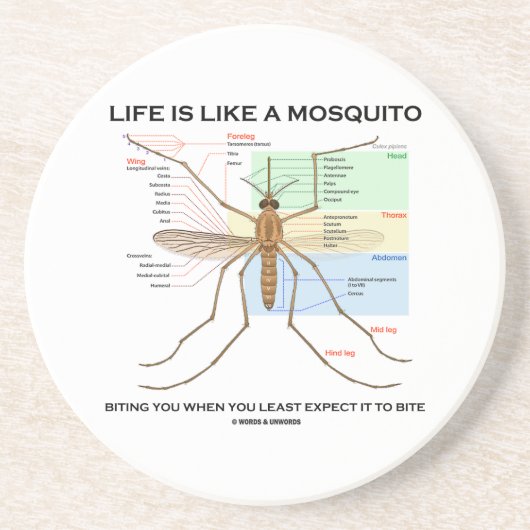 生命はかんでいるカのよう時最少です コースター (正面)