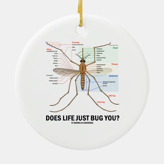 生命はちょうど煩わせますか。 (カの解剖学) セラミックオーナメント (裏面)