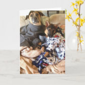 生命はエリマキシギです カード (黄色い花)