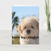 生命は不確か、食べますデザートFを…です カード (裏面)