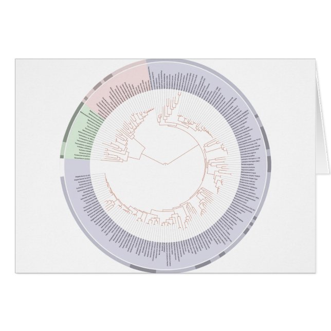 生命図の系統樹 (正面横)
