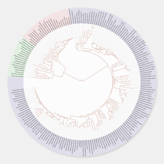 生命図の系統樹 ラウンドシール (正面)