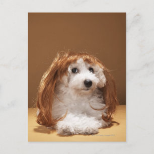 生姜かつらを着た子犬 ポストカード