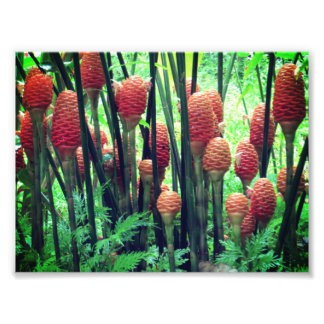 生姜の写真 フォトプリント           