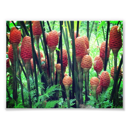 生姜の写真 フォトプリント            (正面)