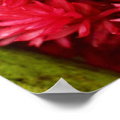 生姜の花、プエルトリコの花 ポスター (角)