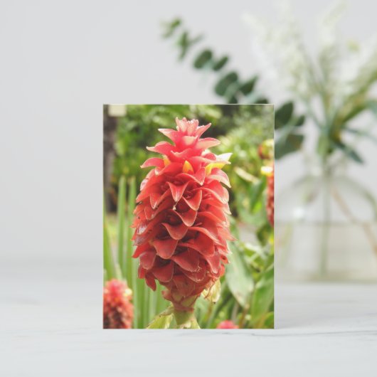 生姜はがき ポストカード (スタンド正面)