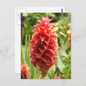 生姜はがき ポストカード (正面/裏面)