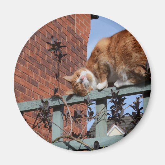 生姜よくはしゃぐ猫 マグネット (正面)