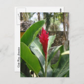 生姜フラワーポストカード ポストカード (正面/裏面)