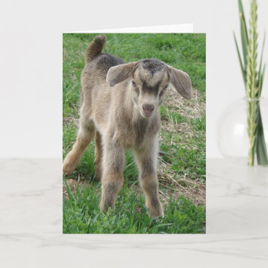 生後1日のヌビアン·ビリー·キッド カード (正面)