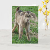 生後1日のヌビアン·ビリー·キッド カード (黄色い花)