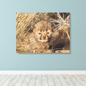 生後19日の雄の子グマ。ナミビア キャンバスプリント (インサイチュ (ウッドフロア))