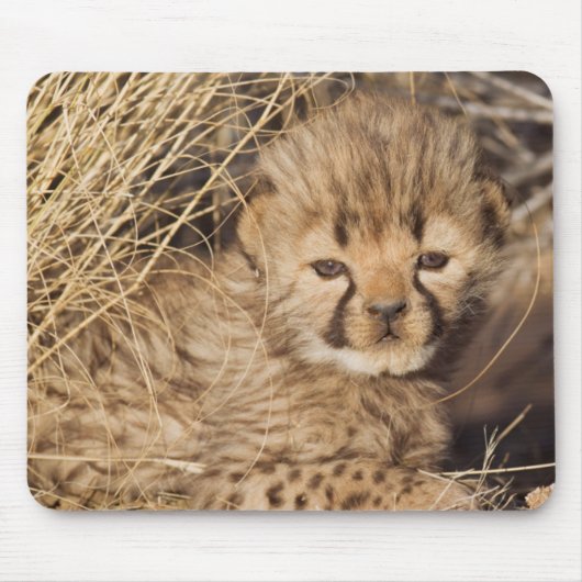 生後19日の雄の子グマ。ナミビア マウスパッド (正面)