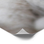 生後6週間の白いベビーのライオンの子 ポスター (角)