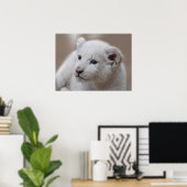 生後6週間の白いベビーのライオンの子 ポスター (ホームオフィス)