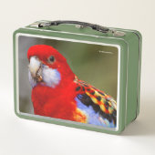 生意気で東カラフル方のオウム メタルランチボックス (裏面)