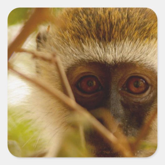 生意気なサル。 スクエアシール (正面)