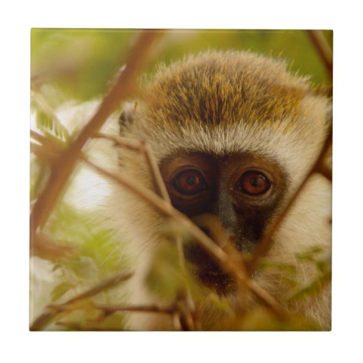 生意気なサル。 タイル (正面)