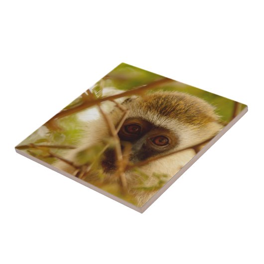 生意気なサル。 タイル (側面)