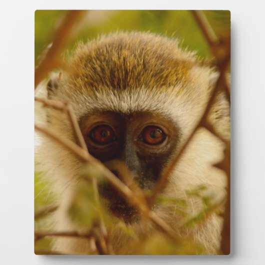 生意気なサル。 フォトプラーク (正面)