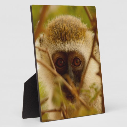 生意気なサル。 フォトプラーク (側面)