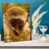 生意気なサル。 フォトプラーク (側面)