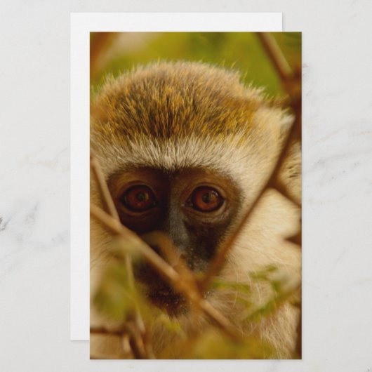 生意気なサル。 便箋 (正面/裏面)