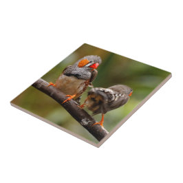 生意気なシマウマのフィンチ タイル