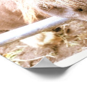 生意気なポニー ポスター (角)