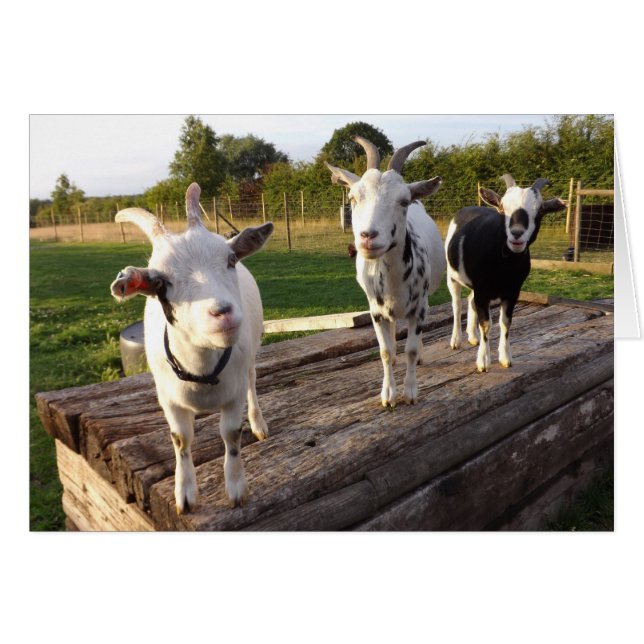 生意気なヤギカード (正面横)