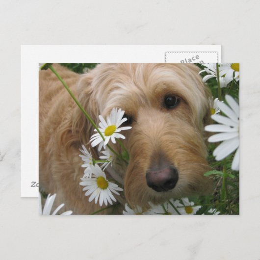 生意気な女 ポストカード (正面/裏面)