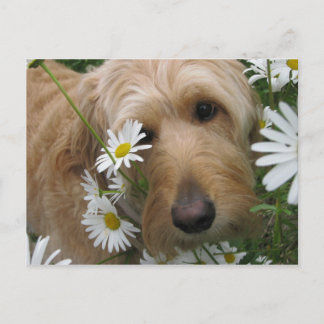 生意気な女 ポストカード