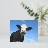 生意気な牛 ポストカード (スタンド正面)