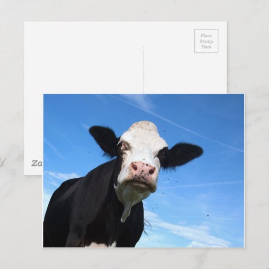 生意気な牛 ポストカード (正面/裏面)