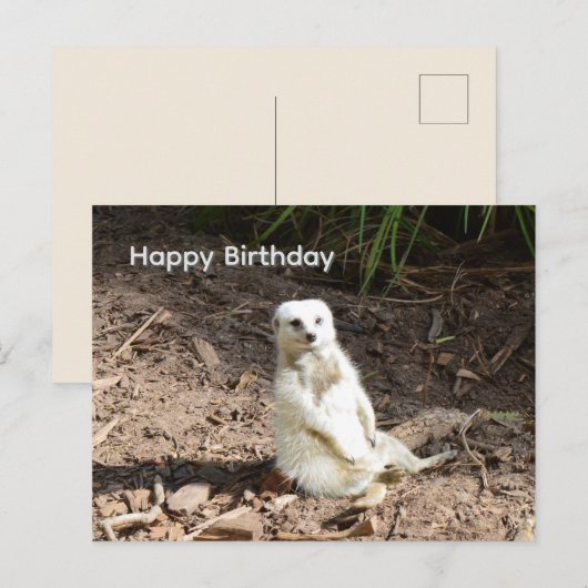 生意気な白ミーアキャット、誕生日ポストカード ポストカード (正面/裏面)