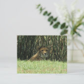 生意気な視線 ポストカード (スタンド正面)