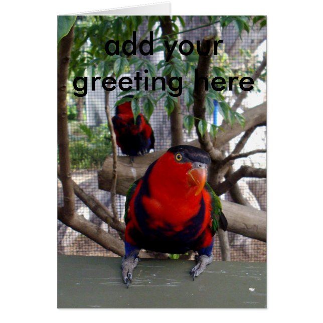 生意気な顔レインボー・ロリケット (正面)